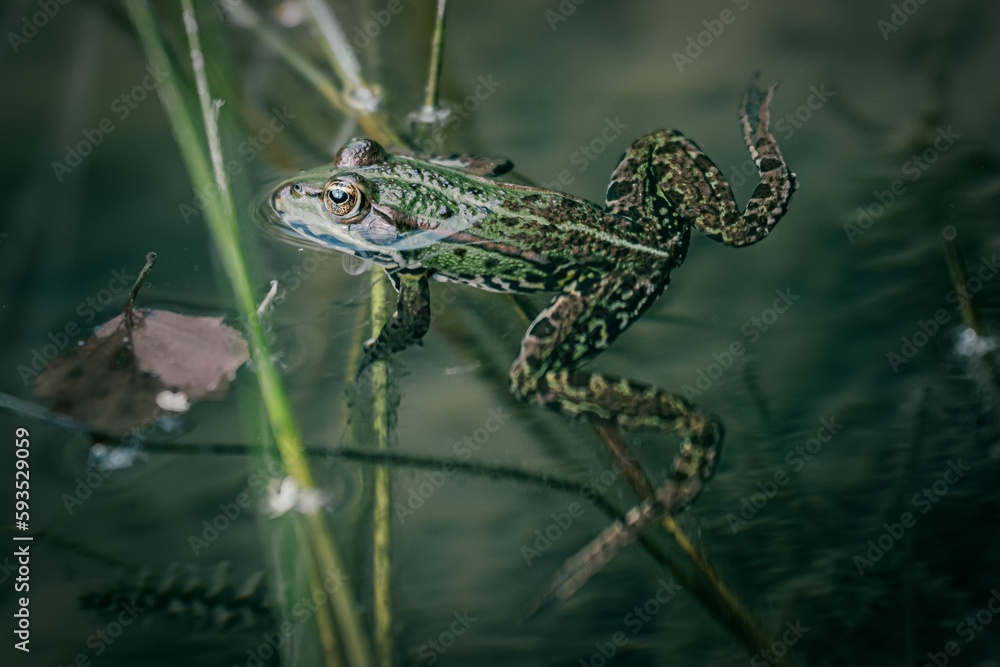 Sticker Closeup of an aquatic frog swimming in the water with plants