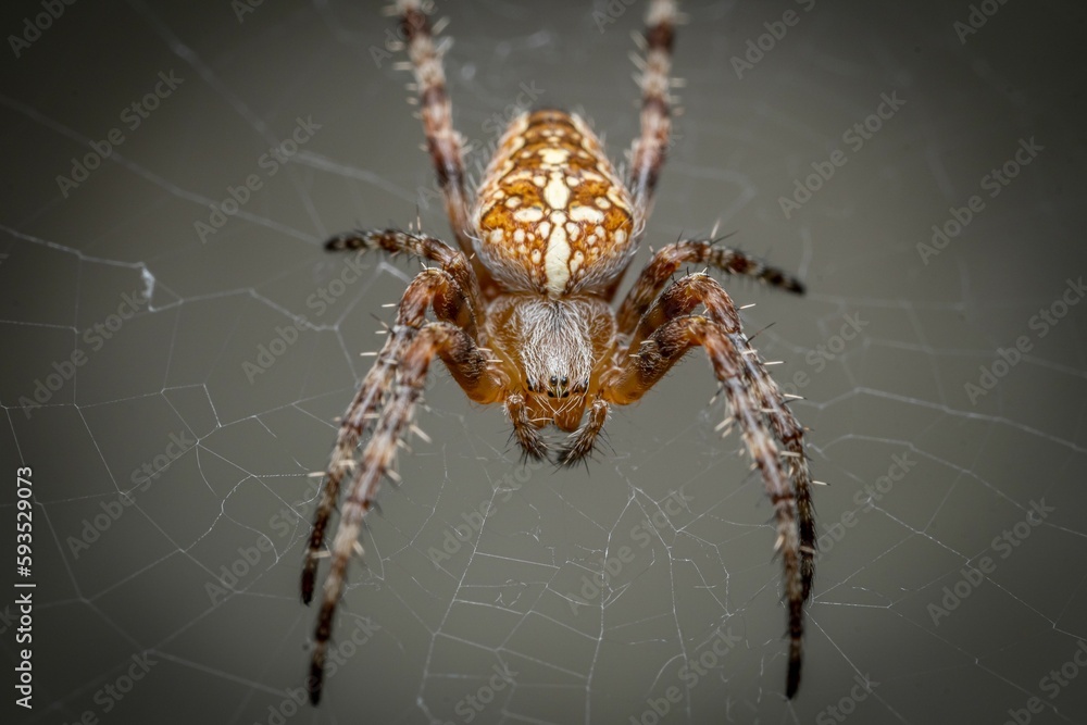 Poster macro shot of an angulate orb weavers spider with blur background