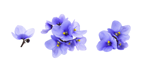 Set of violet flowers isolated on white or transparent background