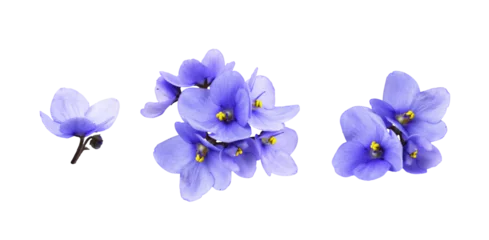 Foto op Aluminium Set of violet flowers isolated on white or transparent background © Ortis