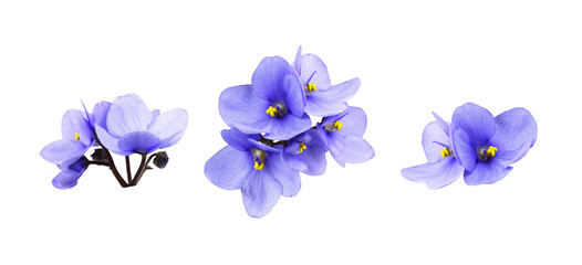 Set of violet flowers isolated on white or transparent background