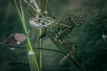 Closeup of an aquatic frog swimming in the water with plants