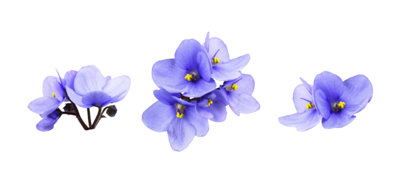 Set of violet flowers isolated on white or transparent background