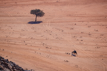 Wadi Rum w Jordanii. Drzewo pośrodku pustyni z idącym w oddali wielbłądem. 