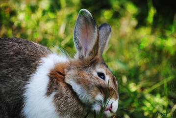 rabbit in the grass