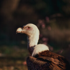 closeup of the head of a vulture