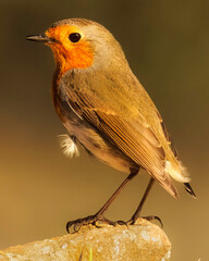 Extreme close up of a robin on a rock