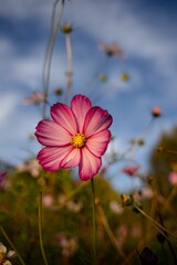 Vertical closeup shot of the pink Garden Cosmos flower in the field on a blurry background