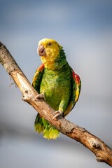 Vertical closeup shot of the yellow-headed amazon parrot (Amazona oratrix) perched on the branch