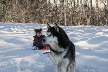 A beautiful husky dog ​​rolls a child a little girl on a sled in winter.