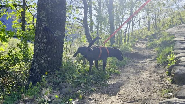 Dog sniffs and pees on tree in Valle del Jerte Spain off cobblestone trail