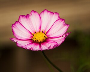 Closeup shot of a garden cosmos flower found growing in a garden