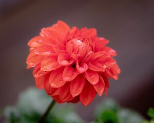 Closeup shot of the blooming red-yellow dahlia with a blurred background