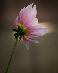 Closeup vertical shot of the pink flower in the garden