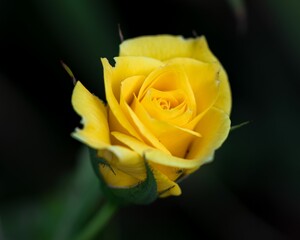 Closeup shot of the yellow rose against a blurred background