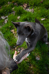 A gray dog gives a paw to a girl and puts it in her hand