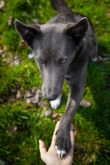 A gray dog gives a paw to a girl and puts it in her hand