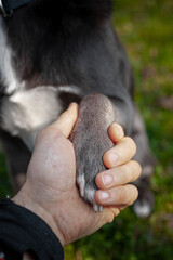 A gray dog gives a paw to a girl and puts it in her hand