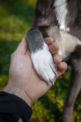 A gray dog gives a paw to a girl and puts it in her hand