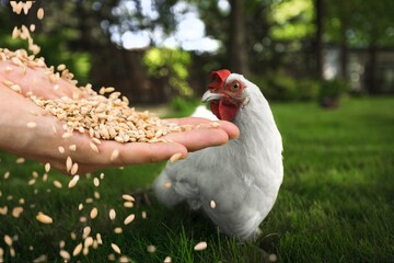 Human hand feeding hens in the farm.