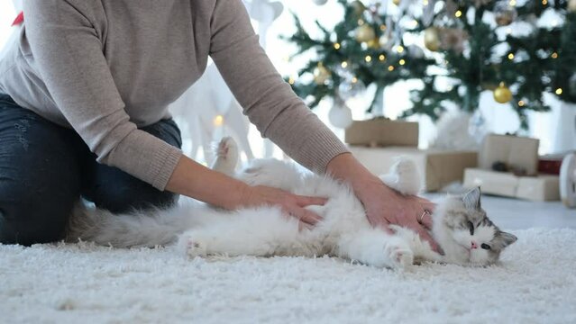 Woman petting ragdoll cat lying on carpet in New Year time in room with Christmas tree and gifts on background. Owner sitting on floor with feline pet at home in Xmas holidays
