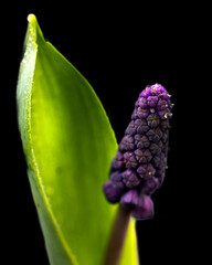 Grape hyacinth