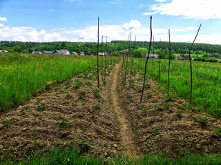 They made a garden in the middle of the field