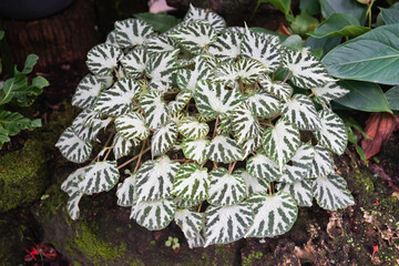 Begonia silver jewel plant 