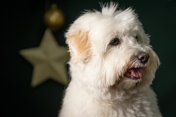 Portrait of a fluffy Coton Tulear dog