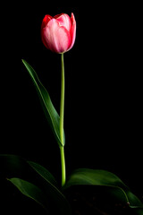 red tulip on black background