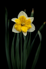 yellow daffodil on black background