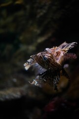 Closeup shot of a red lionfish in the dark water of the undersea