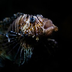 Closeup shot of a red lionfish in the dark water of the undersea