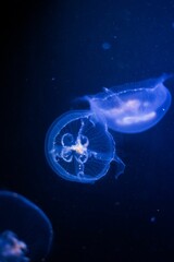 Closeup shot of illuminated blue jellyfishes swimming under water