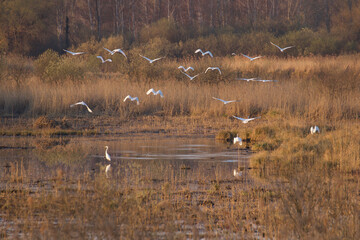 Great white heron in the lake