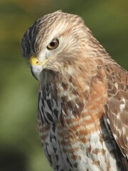 Close-up shot of a red-shouldered hawk with a blurred background