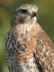 Close-up shot of a red-shouldered hawk with a blurred background