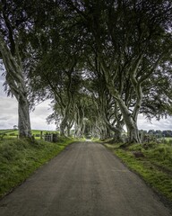 Vertical shot of a road surrounded by big lush trees at the dark hedges, Belfast, Ireland