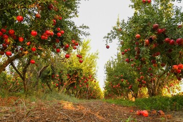 Garden surrounded by dense pomegranate trees