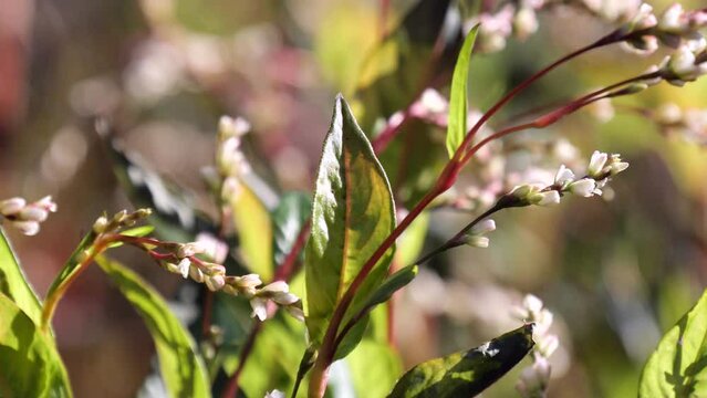 タデ藍の花　 japanese indigo