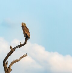 Juvenile African eagle Bateleur perched on a tree against a cloudy blue sky