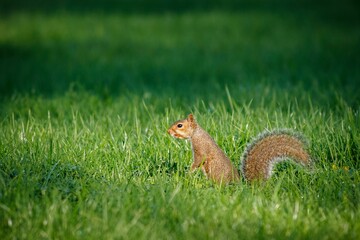 Closeup shot of a single brown squirrel in a green grass.