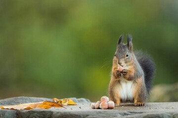 Selective focus of a red squirrel eating nuts with green blurred background - Powered by Adobe