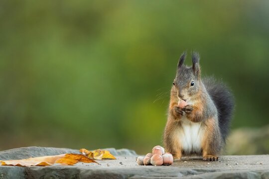 Selective focus of a red squirrel eating nuts with green blurred background