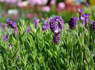 lawenda francuska, Lavandula dentata, fringed lavender, French lavender