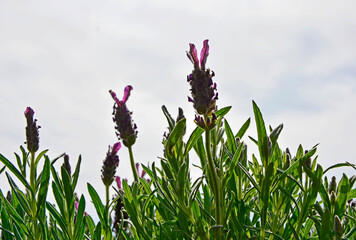 lawenda francuska pod światło, Lavandula dentata, fringed lavender, French lavender