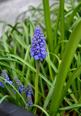 szafirki w ogrodzie, Muscari, muscari flower known as common grape hyacinth