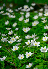 Zawilec gajowy (Anemone nemorosa), białe kwiaty, wood anemone, windflower, smell fox, Ranunculaceae, white flowers © kateej