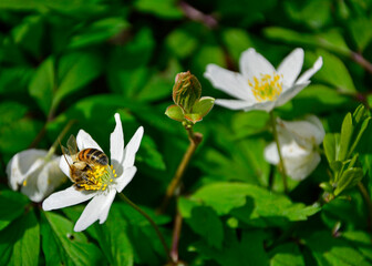 Zawilec gajowy (Anemone nemorosa), białe kwiaty, wood anemone, windflower, smell fox,...