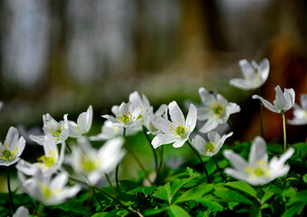Zawilec gajowy (Anemone nemorosa), białe kwiaty, wood anemone, windflower, smell fox, Ranunculaceae, white flowers © kateej